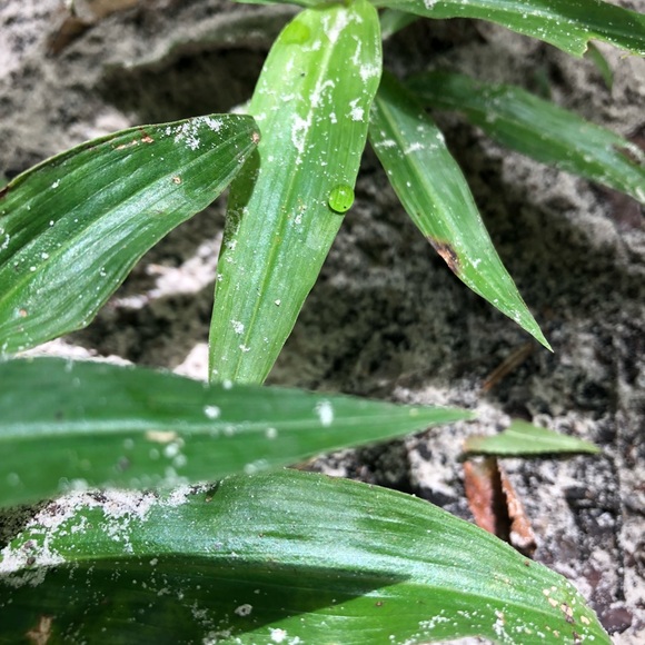 Meet your Posher, Dagnae - Picture 1 of 1